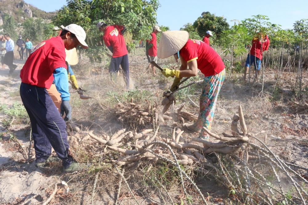 cai tien su dung tinh bot mi trong thuc an thuy san sao mai